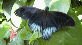 Black moth