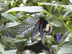 B&W butterfly