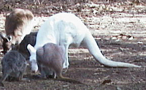 albino kangaroo