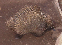Echidna