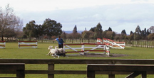 Sheep herding