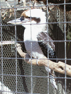 Kookaburra