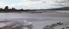 Lake Rotorua