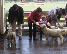 Feeding lambs