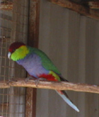Roseparrot