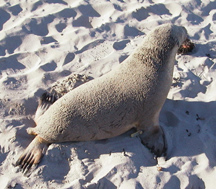 Seal pup