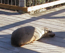 Seal on boardwalk