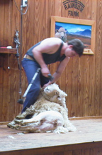 Sheep shearing