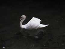 Swan