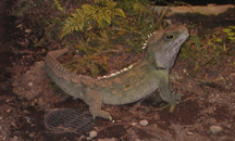 Tuatara