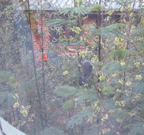 Wattle bird