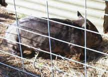 Wombat