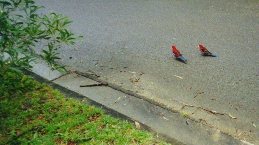 Parrots walking