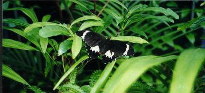 Butterflies
