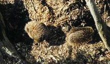 Echidnas
