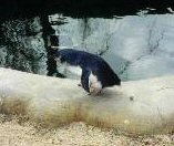 Blue fairy penguin