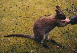 Wallaby