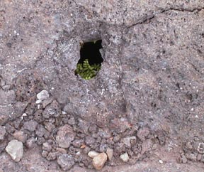 Fern in the lava