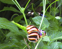 Orange & black butterfly